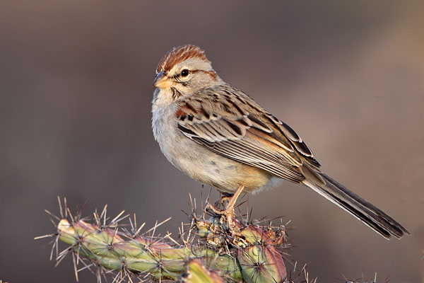 Rufous-winged Sparrow © Russ Chantler